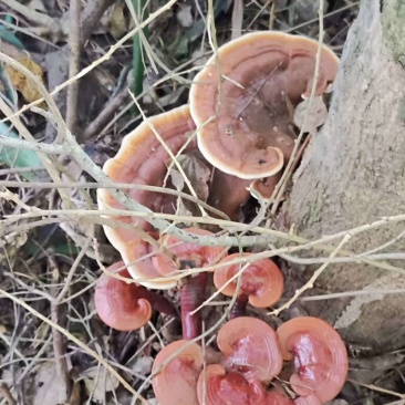野生赤灵芝
