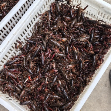 龙虾