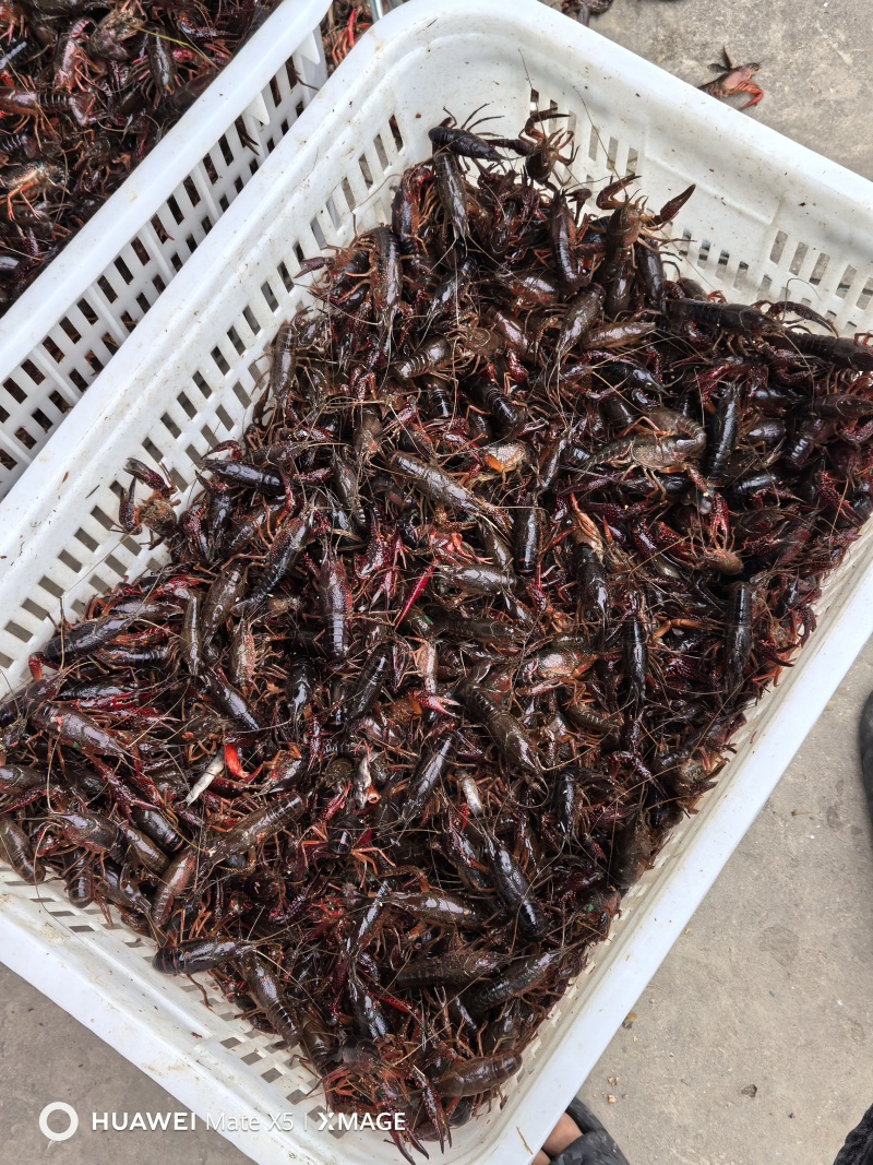 龙虾