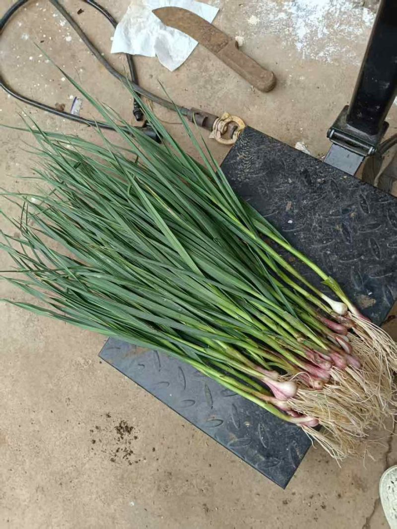红根蒜苗