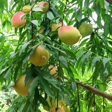 鹰嘴桃