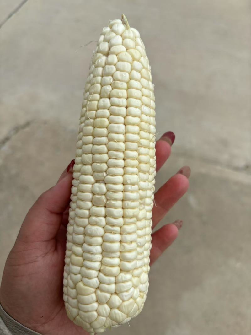 玉米