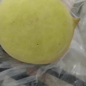 鹰嘴桃