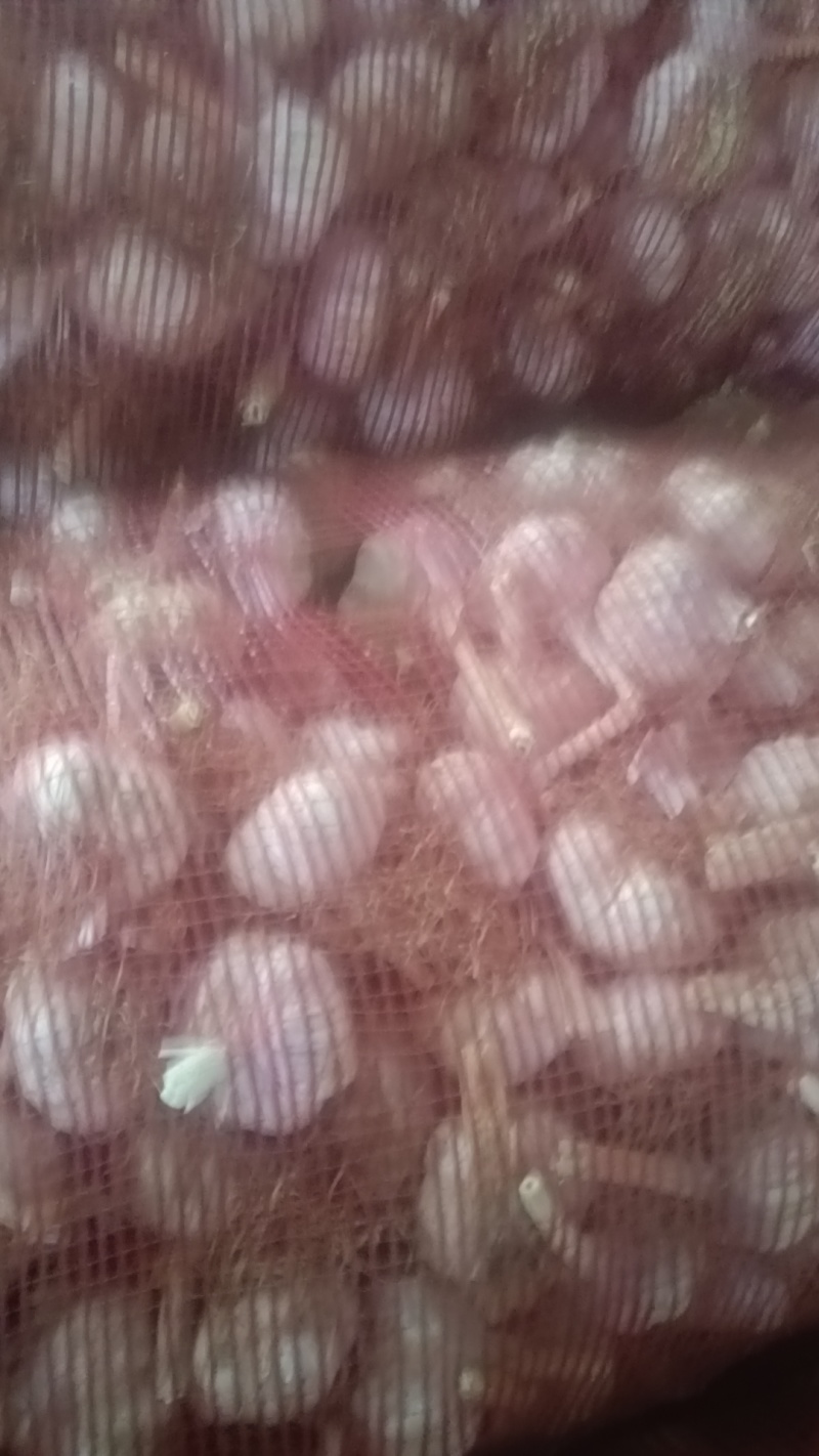 济南大青棵毛头红蒜种，种植大户，一手货源。