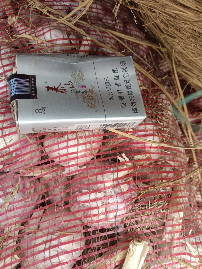 济南大青棵毛头红蒜种，种植大户，一手货源。