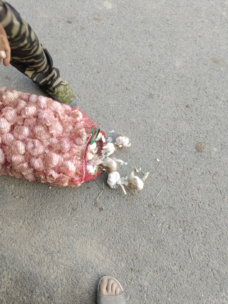 济南大青棵毛头红蒜种，种植大户，一手货源。