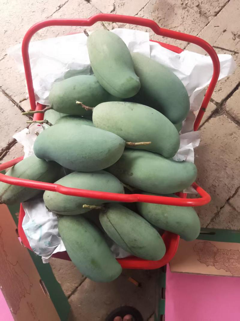 广西百色桂七芒果