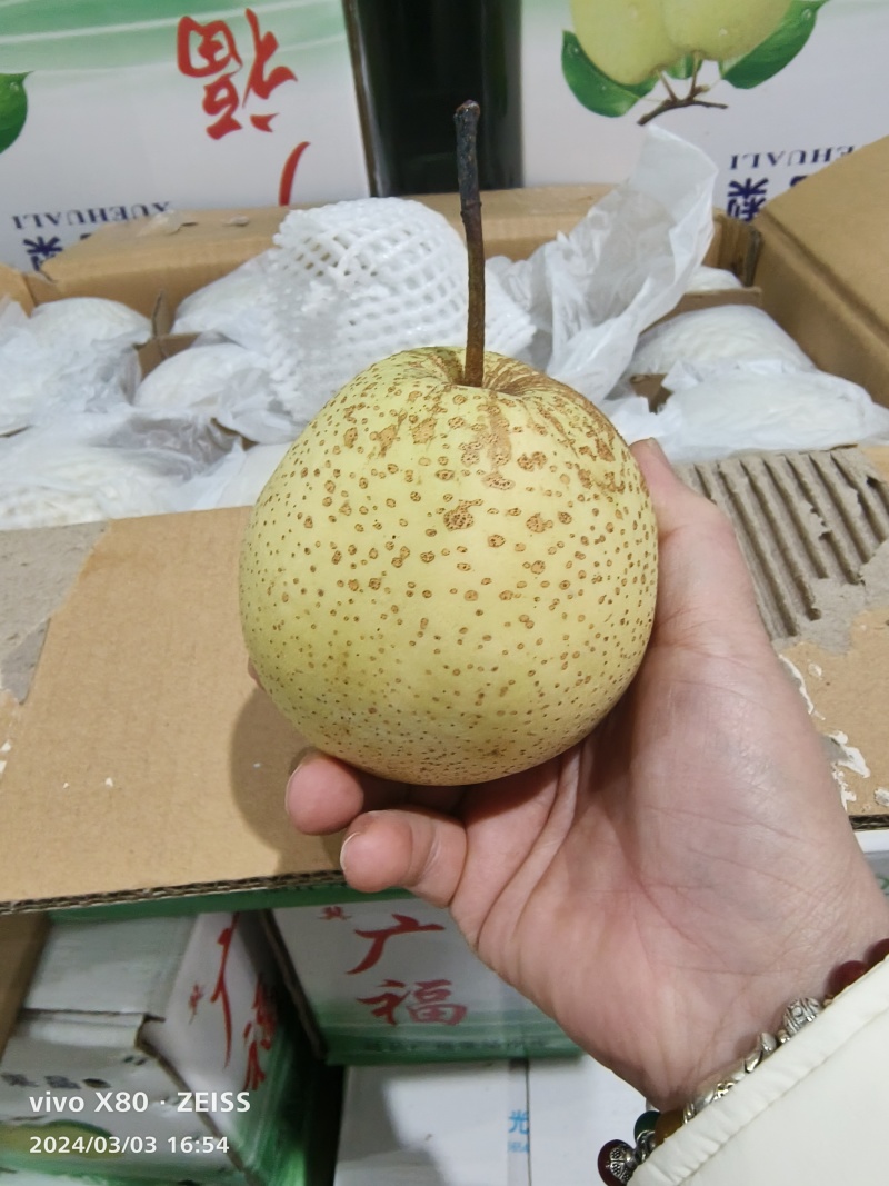 赵县雪花梨