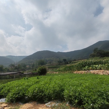 沂蒙山大山里的野蜂蜜