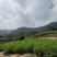 沂蒙山大山里的野蜂蜜
