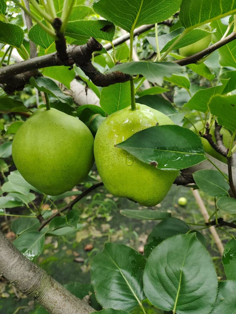 山东阳信早酥梨