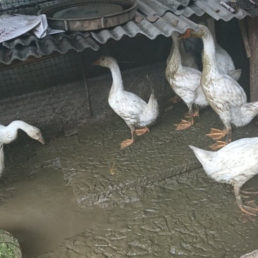大鹅
