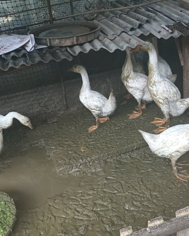 大鹅