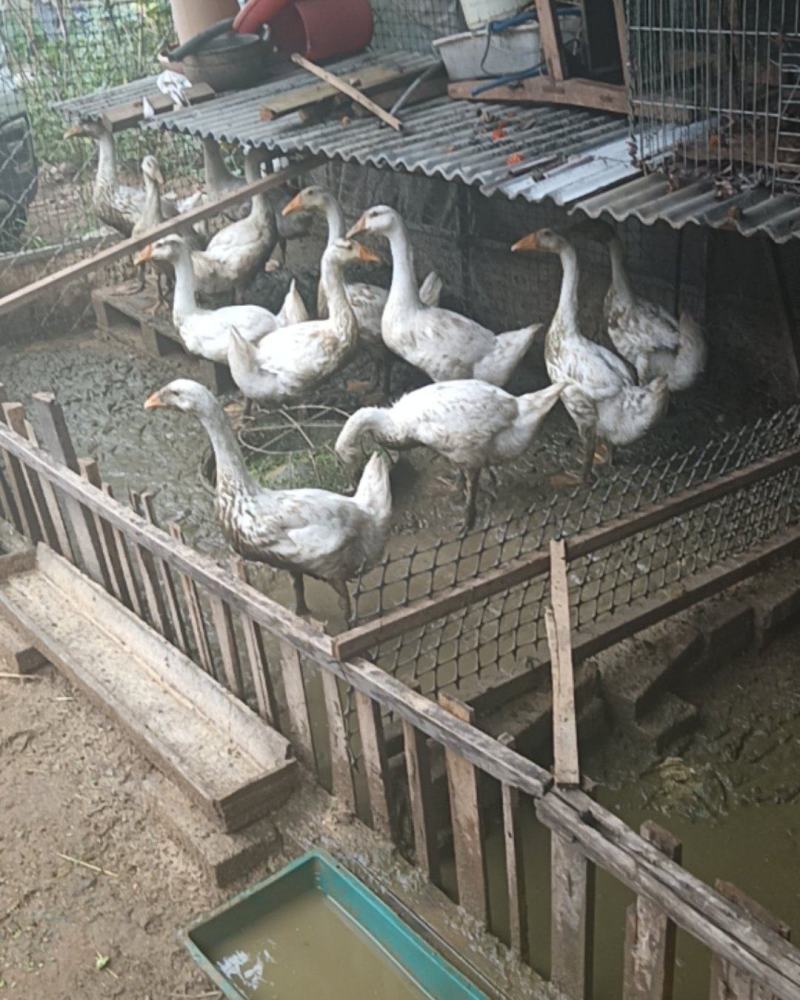 大鹅