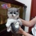 宠物猫，蓝猫，蓝白