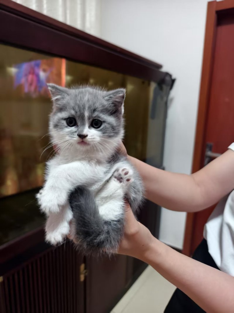 宠物猫，蓝猫，蓝白