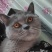 宠物猫，蓝猫，蓝白