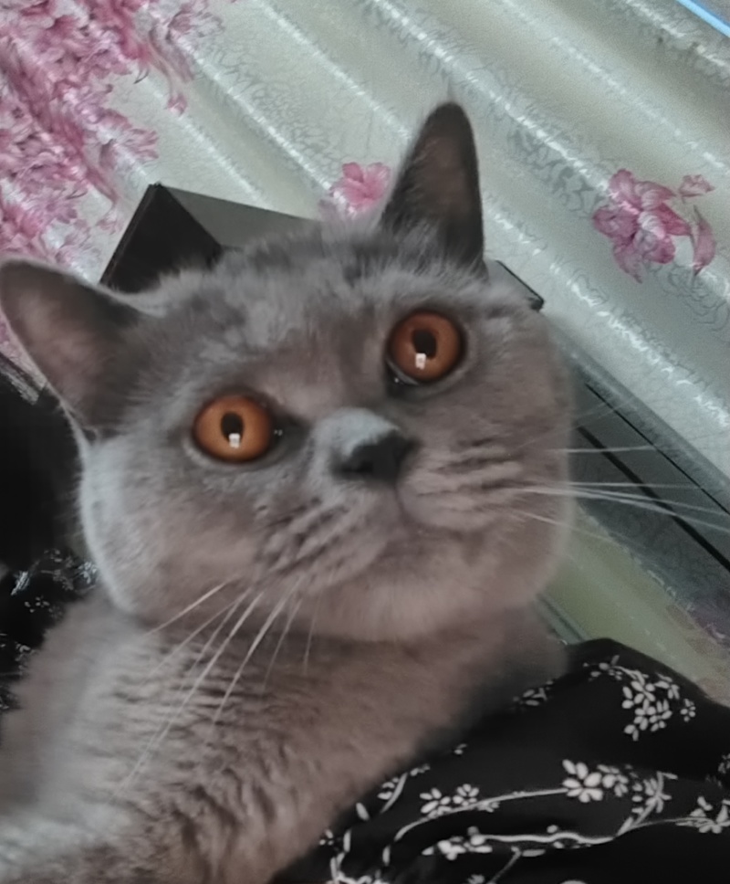 宠物猫，蓝猫，蓝白