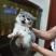 宠物猫，蓝猫，蓝白