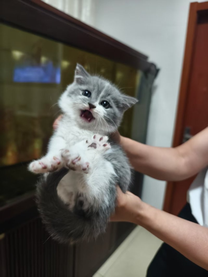 宠物猫，蓝猫，蓝白