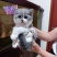 宠物猫，蓝猫，蓝白