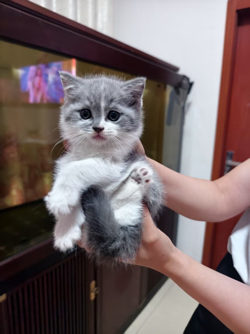 宠物猫，蓝猫，蓝白