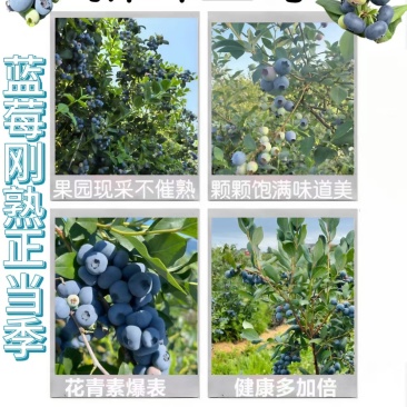 大一量批发蓝莓