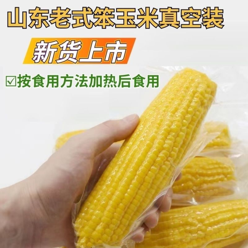 真空笨玉米老式黄玉米不甜不糯非转基因+200-300克之间通