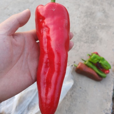 泡椒