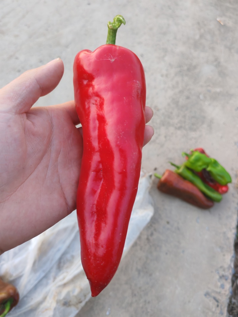 泡椒