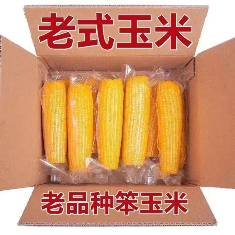 传统老式笨玉米黄玉米粗粮代餐三高可食非转基因正宗老品种笨玉米