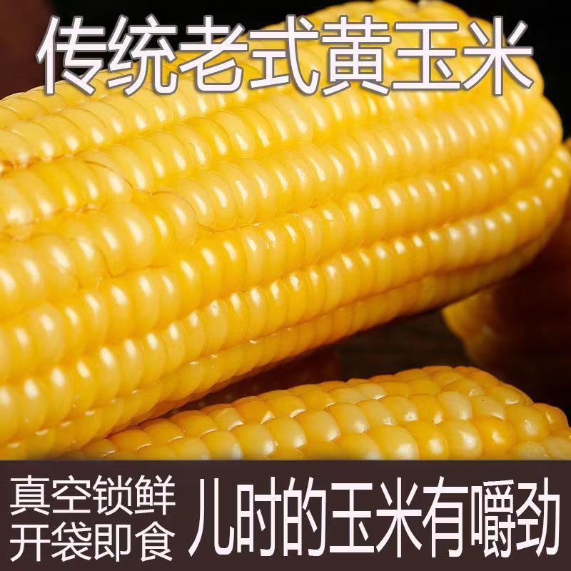 传统老式笨玉米黄玉米粗粮代餐三高可食非转基因正宗老品种笨玉米