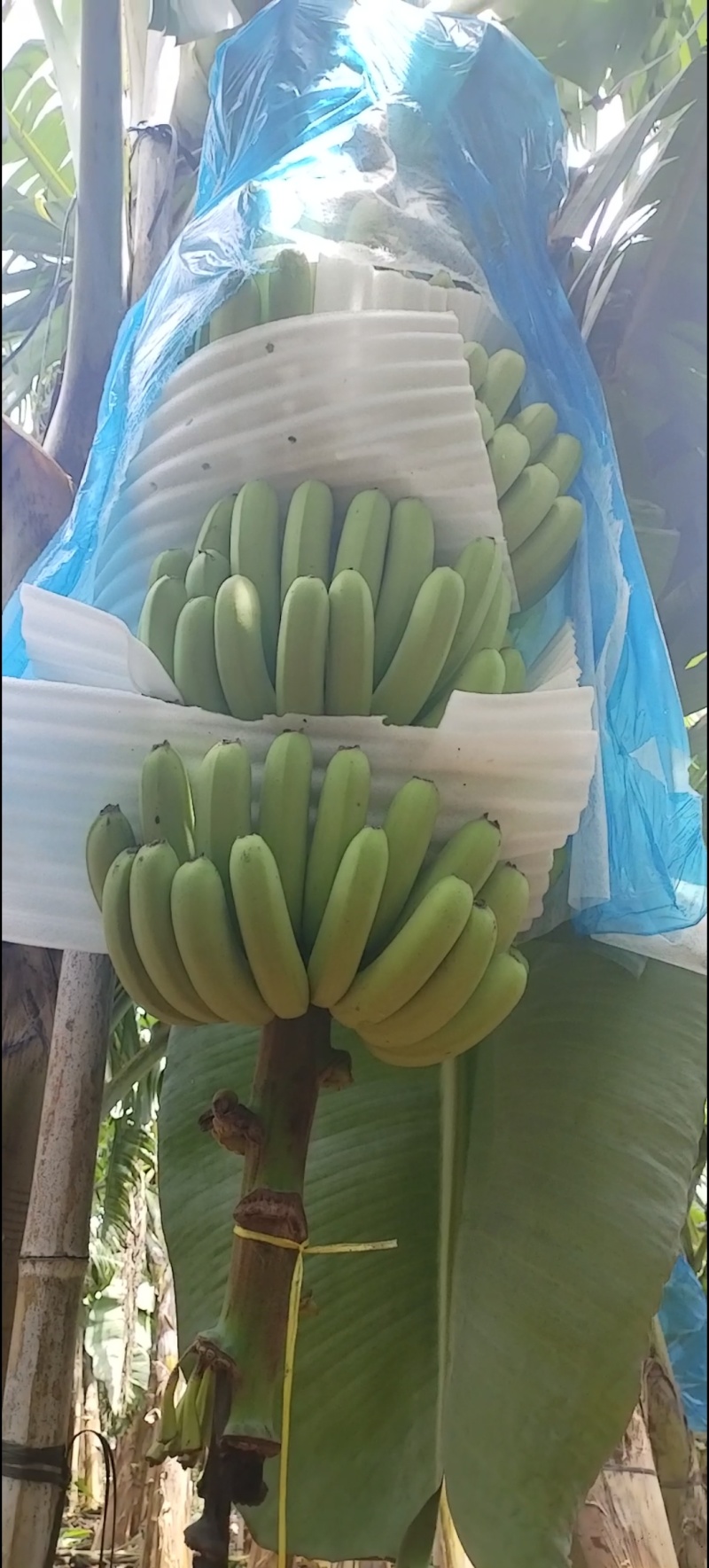 香蕉，香蕉代办