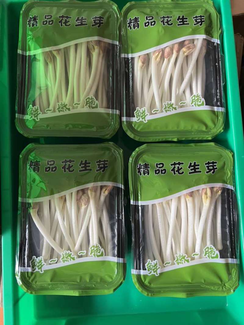 水培花生芽