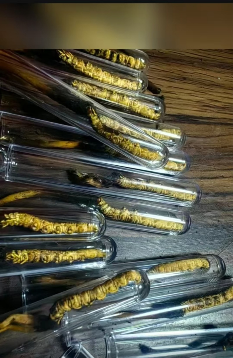 虫草
