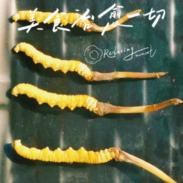 虫草