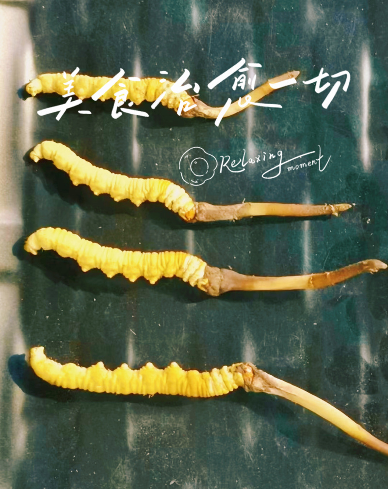 虫草
