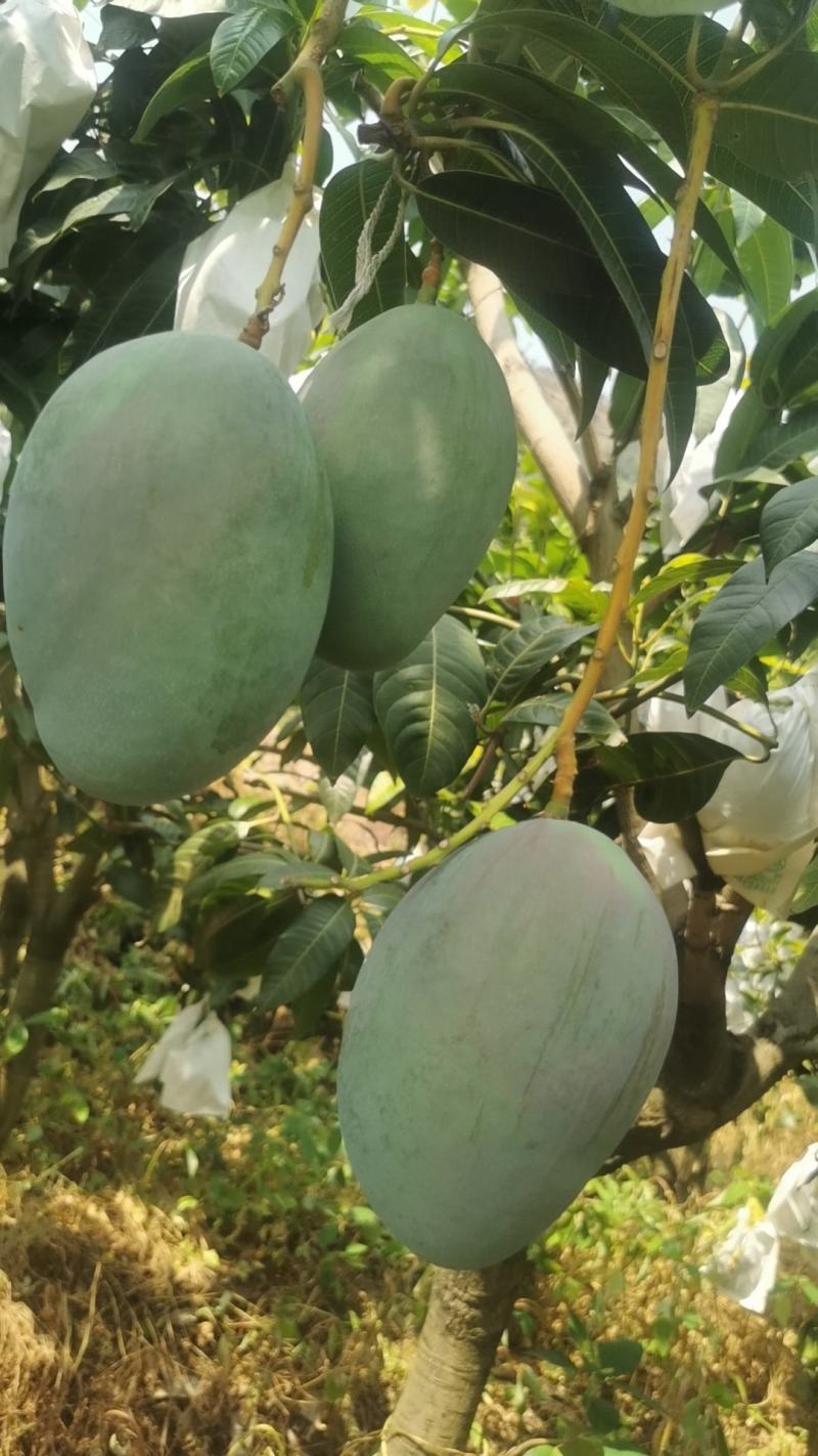 攀枝花凯特芒果
