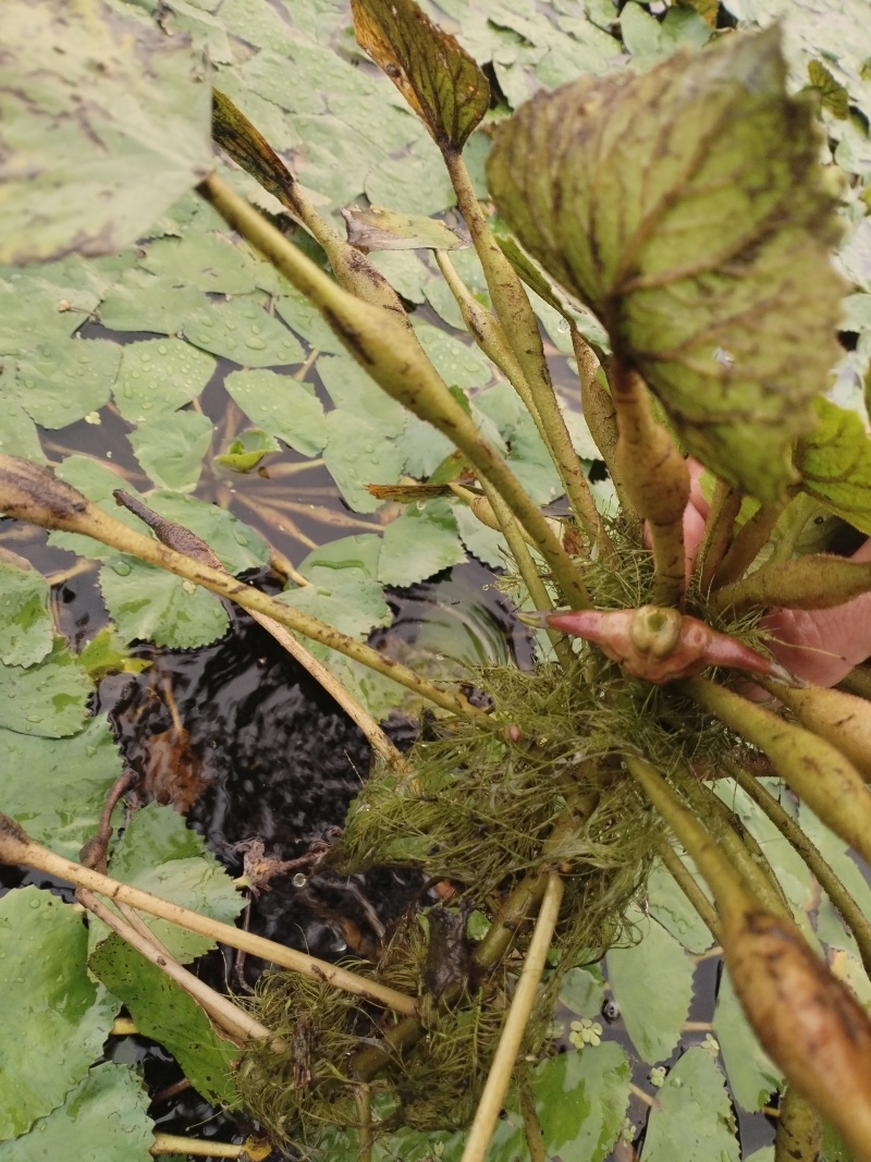 湖北本地新鲜菱角