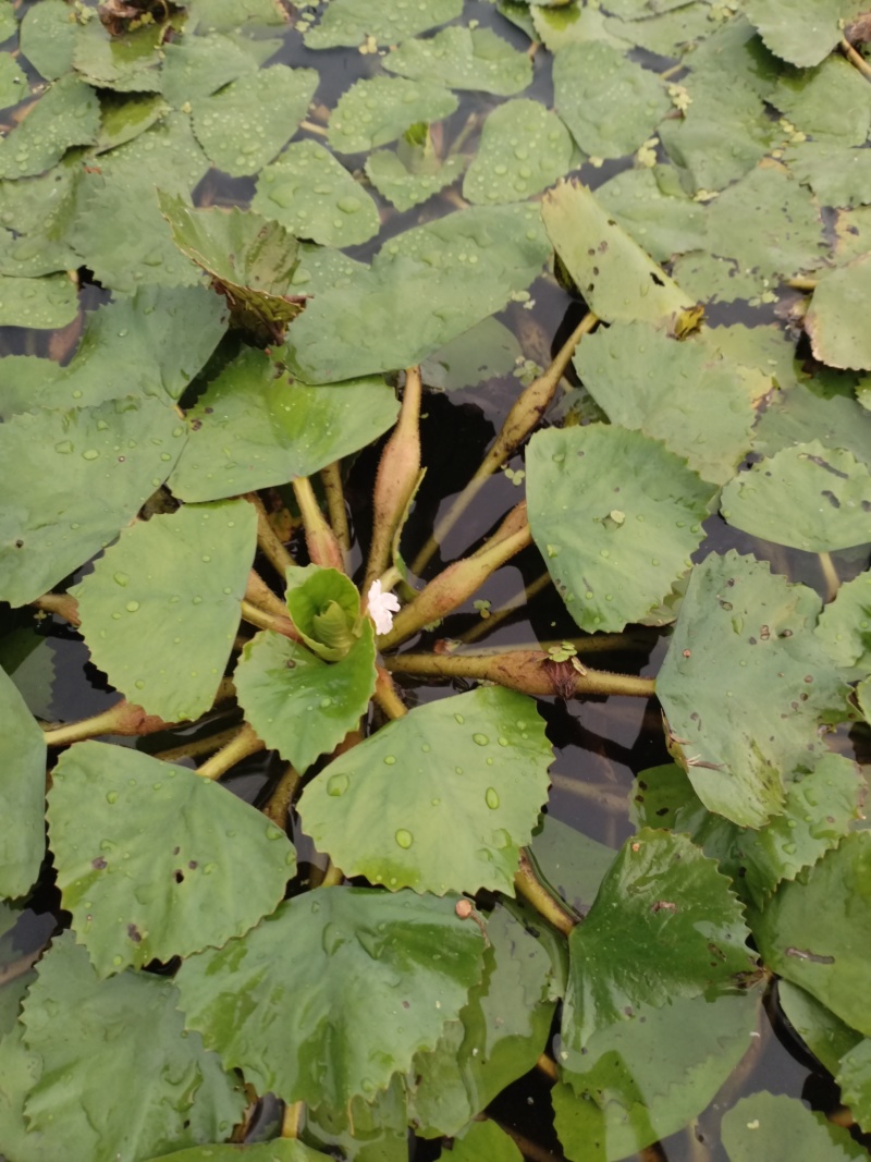 湖北本地新鲜菱角