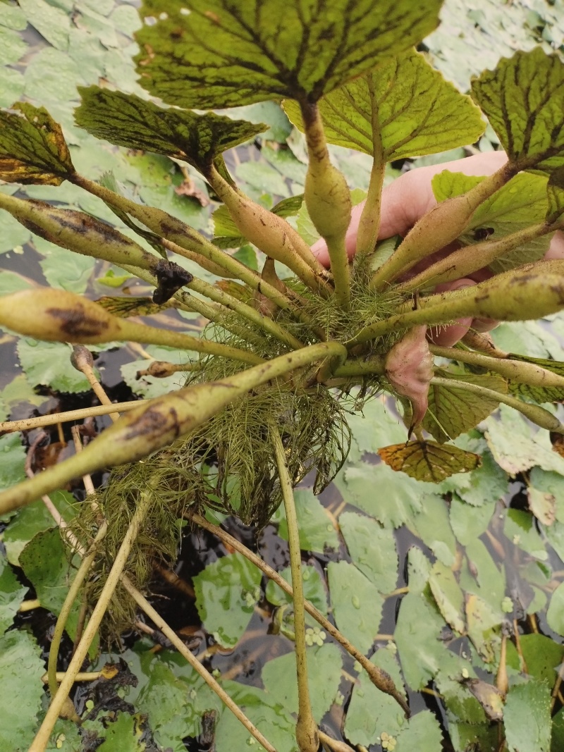湖北本地新鲜菱角