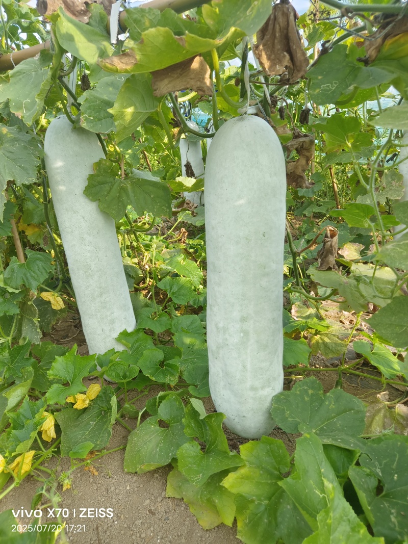 白东瓜