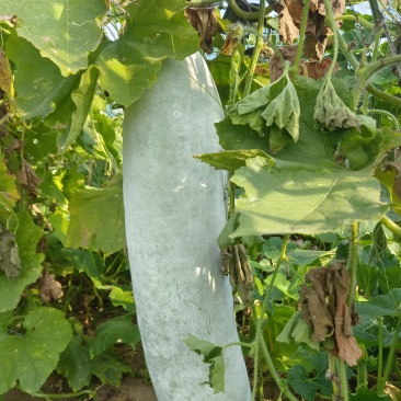 白东瓜
