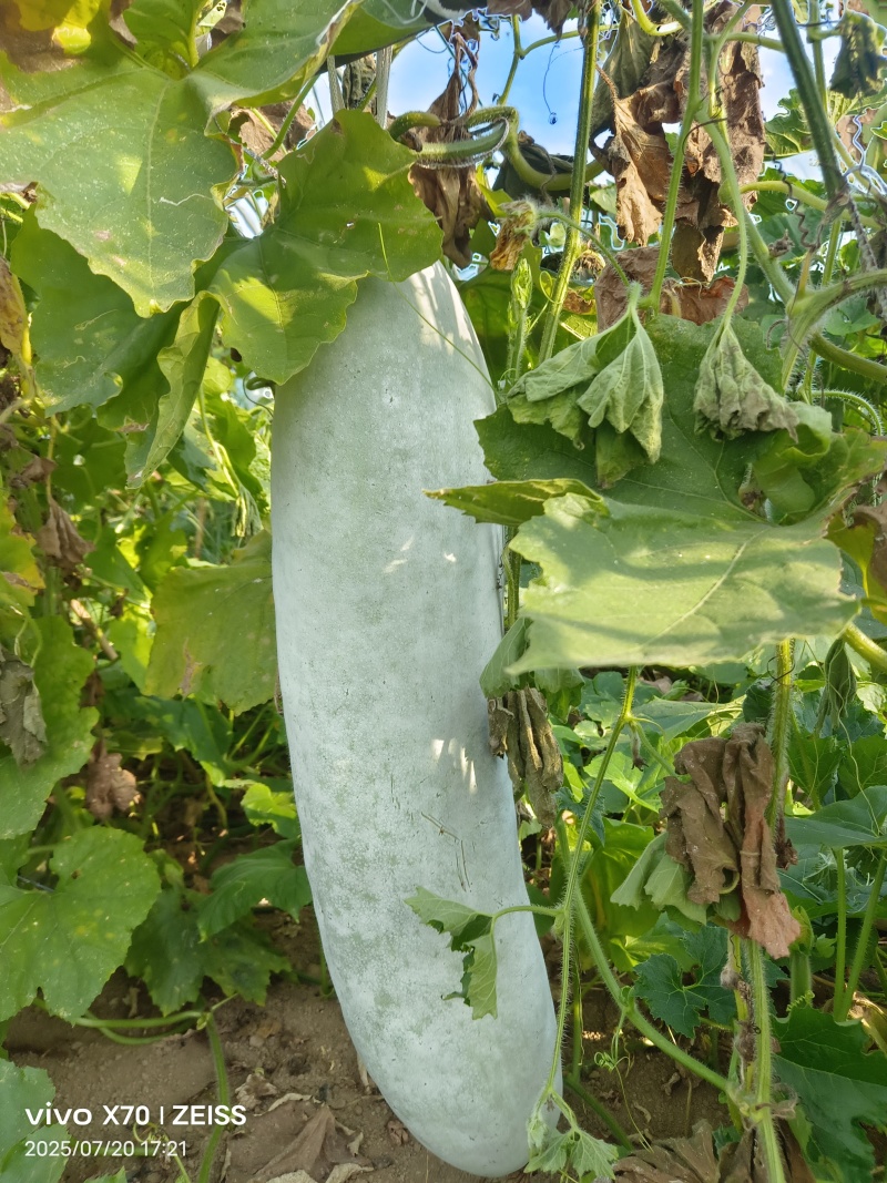 白东瓜