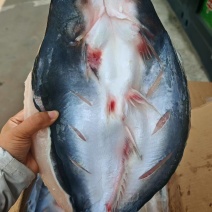 巴沙鱼700-900900-1100