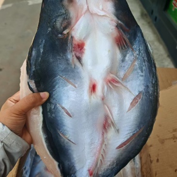 巴沙鱼700-900900-1100