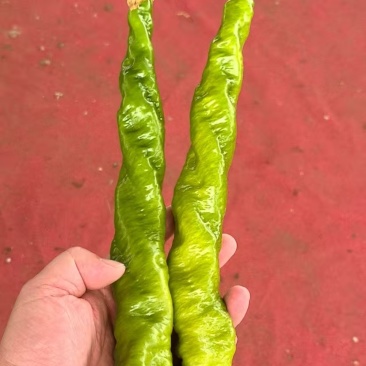 辣椒