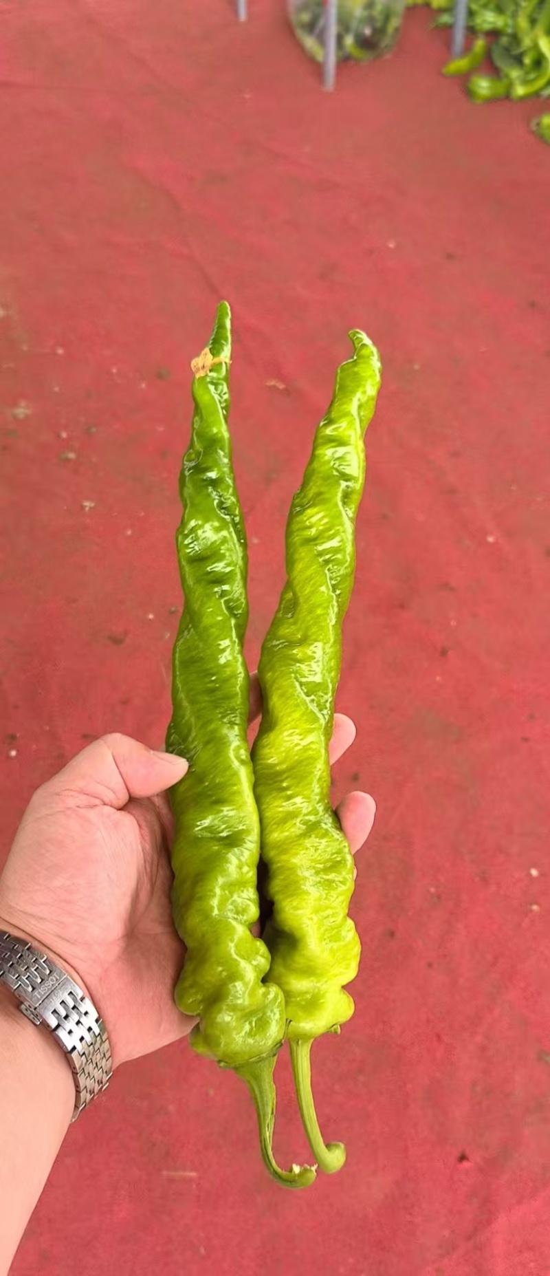 辣椒