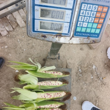 花糯玉米单个重450克