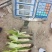 花糯玉米单个重450克